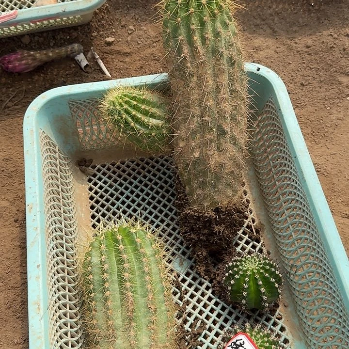 徐**生加强六月五。大仙女。绿可可两个