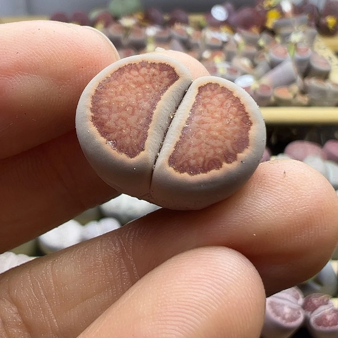 1815 生石花下播福利炸2厘米