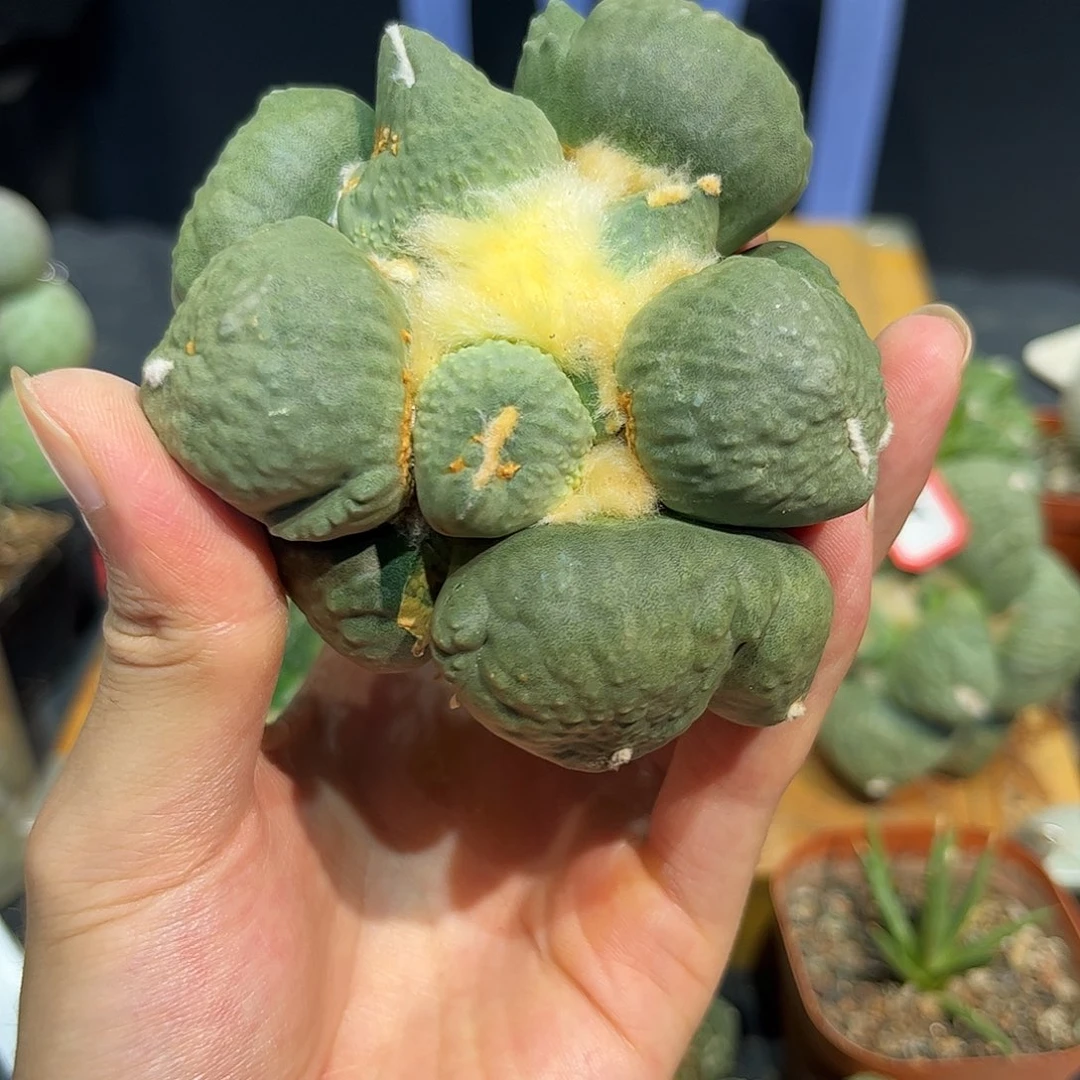 15号自根大尤蛋尤怒涛