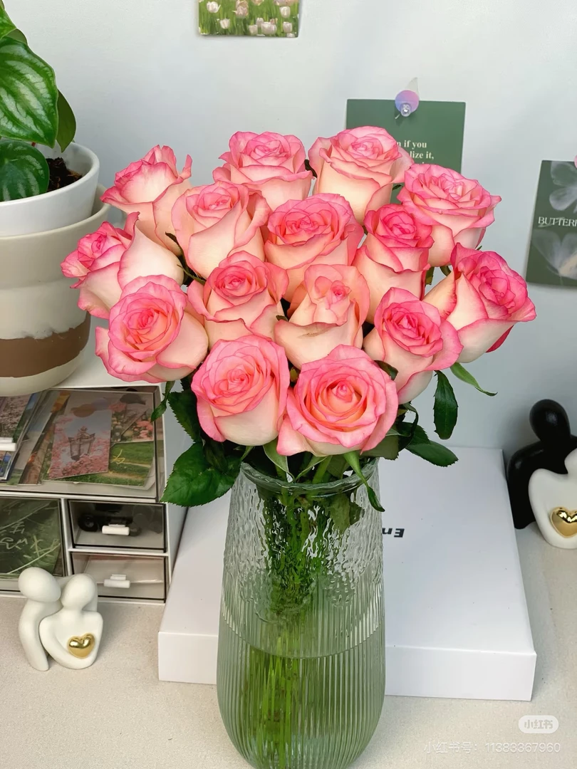 云南精选爱莎粉玫瑰