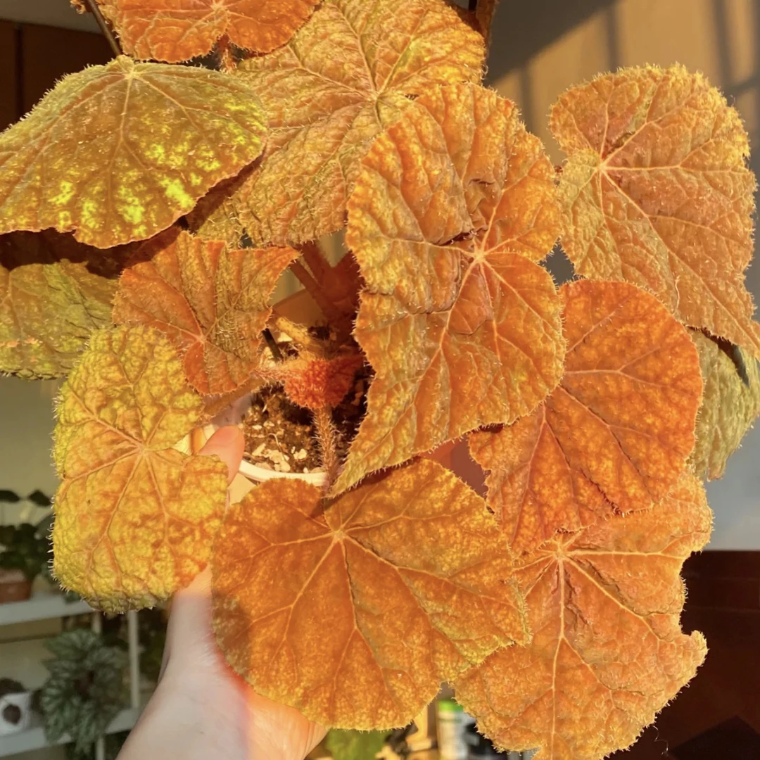 树莓，红魔网红ins风秋海棠绿植盆栽室内花卉北欧观赏植物