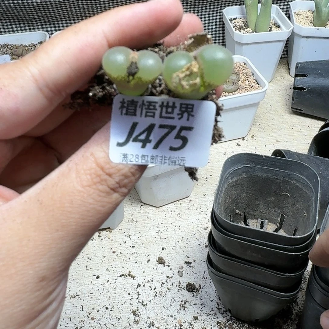 多肉W的润泽dfafhjn