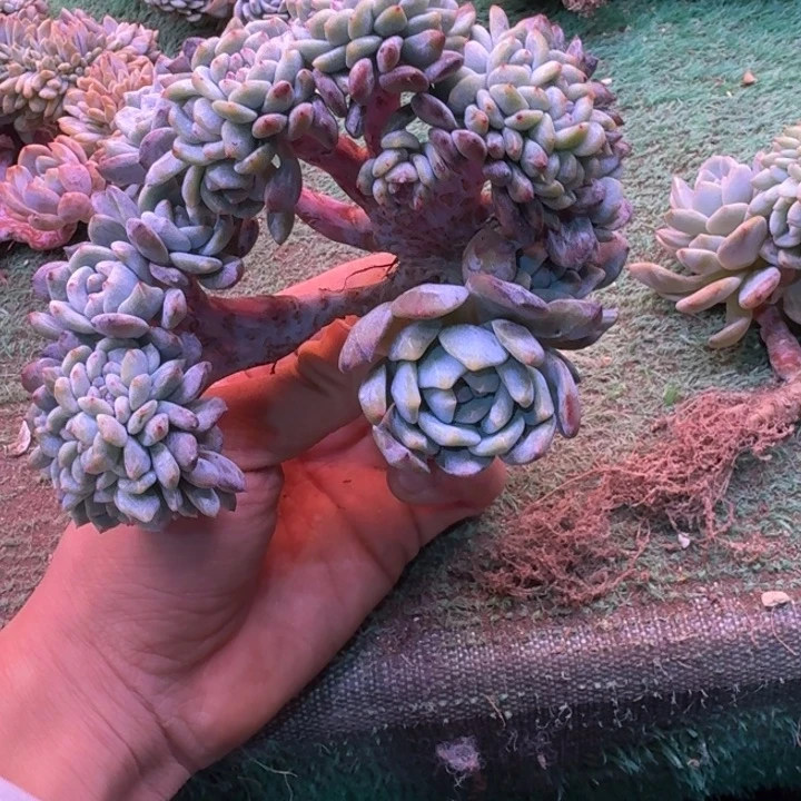 ****丫星影树缀朵朵无砍