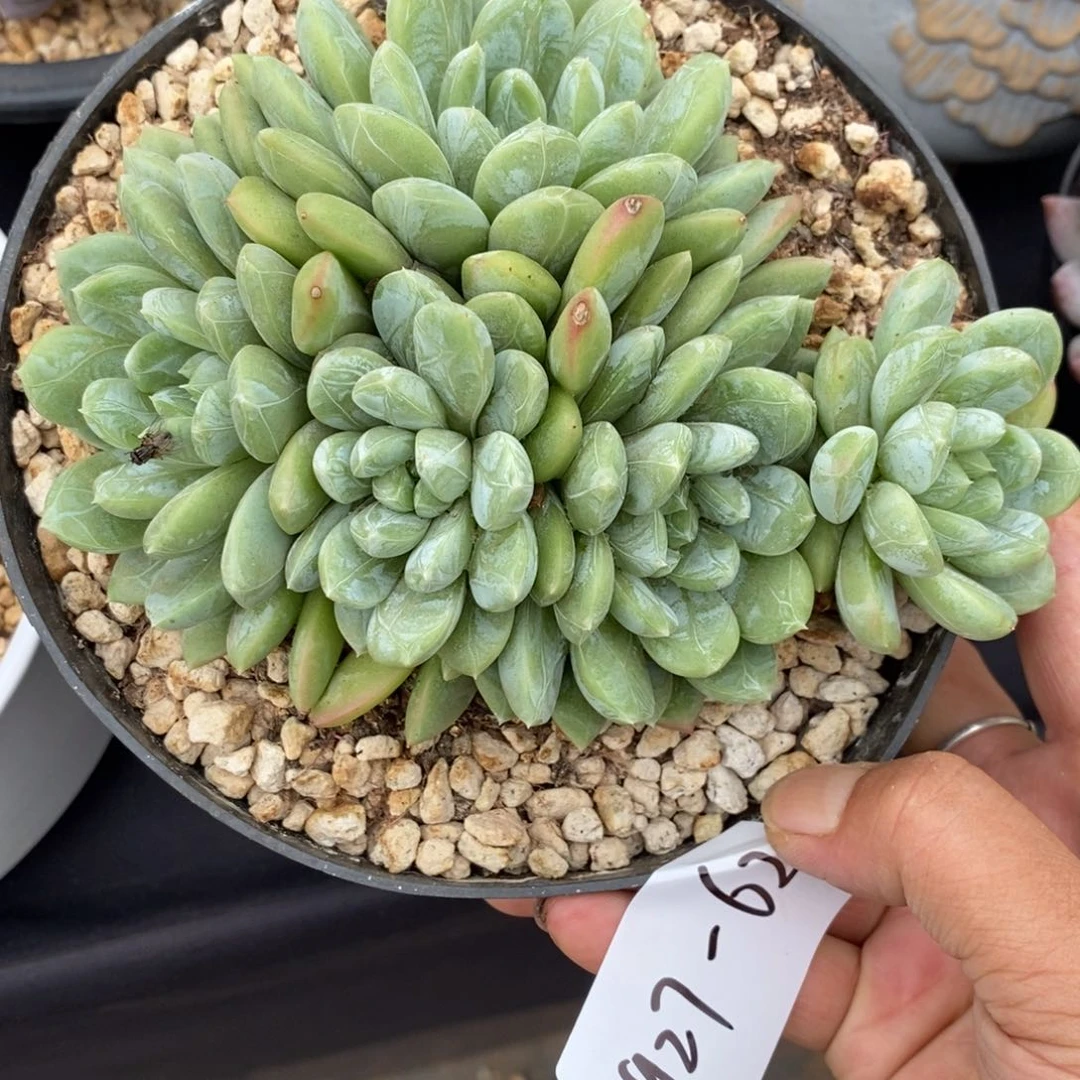 夏悦多肉927-62百搭翡翠