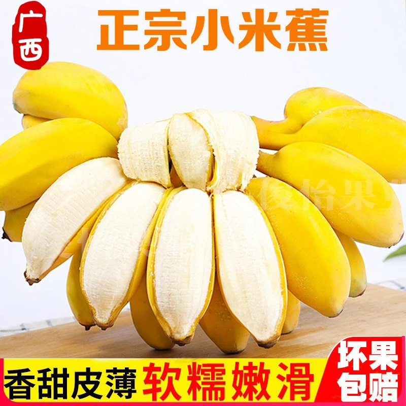 【粉丝福利X2】广西小米蕉现摘现发产地直发5斤10斤自然熟批发1斤