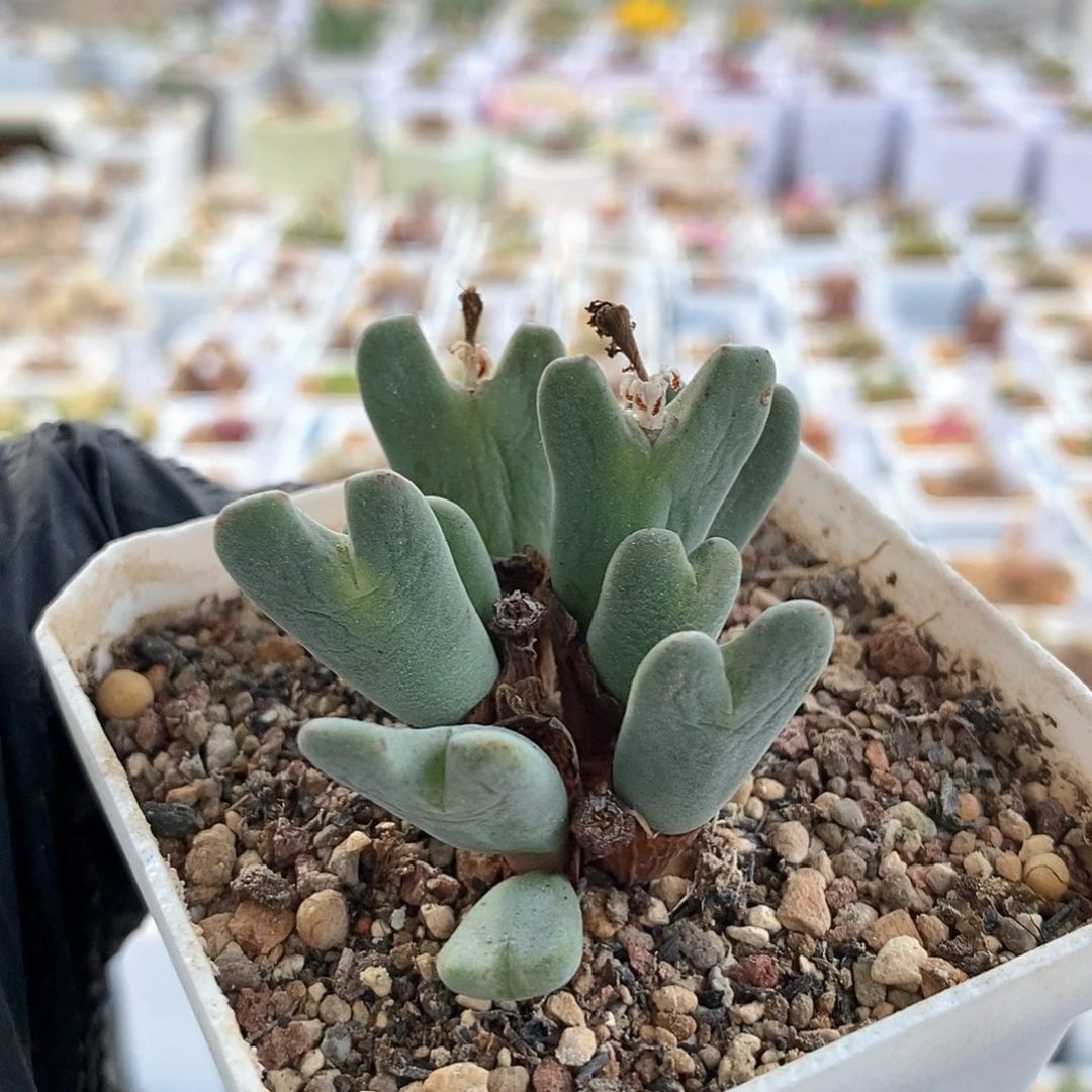 一物一拍9头毛少将