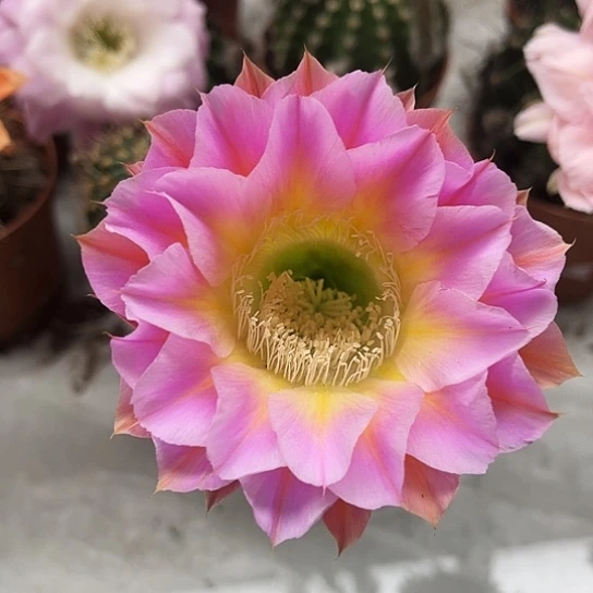 彩草自根黄心带花苞