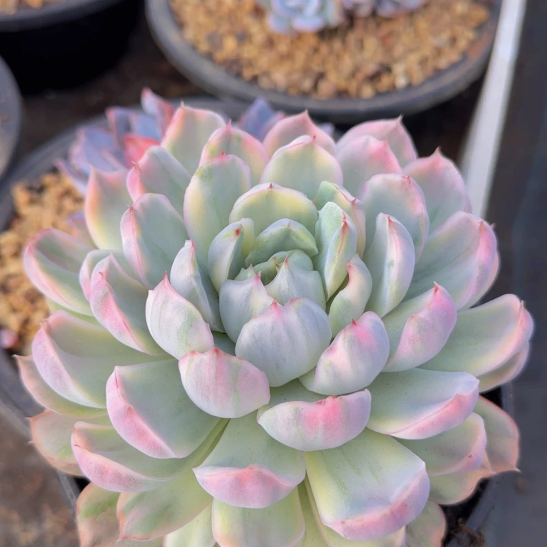 【闪购商品】草莓蛋糕锦39.9