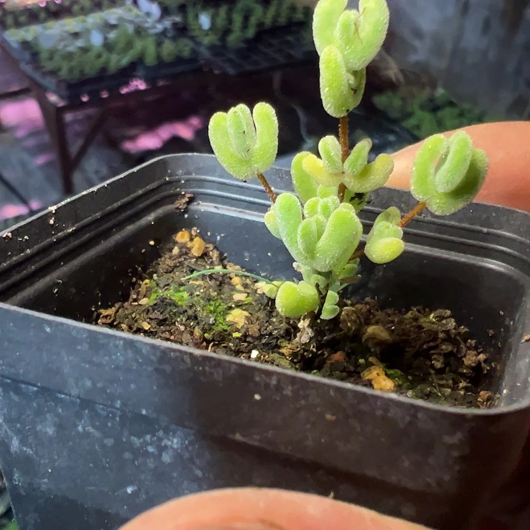 乐曲枝干55杯老桩