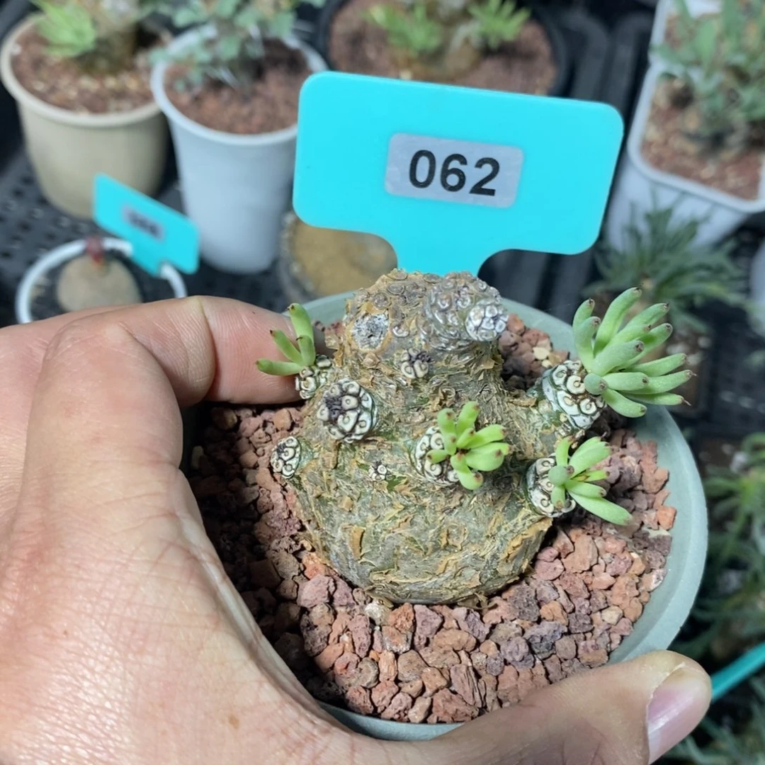 产地白象多肉植物一个