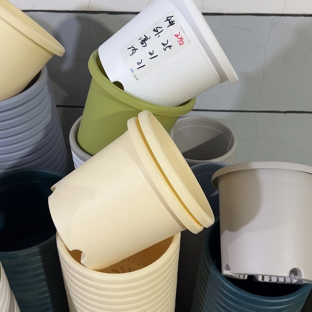 微瑕4号8个无托，米黄