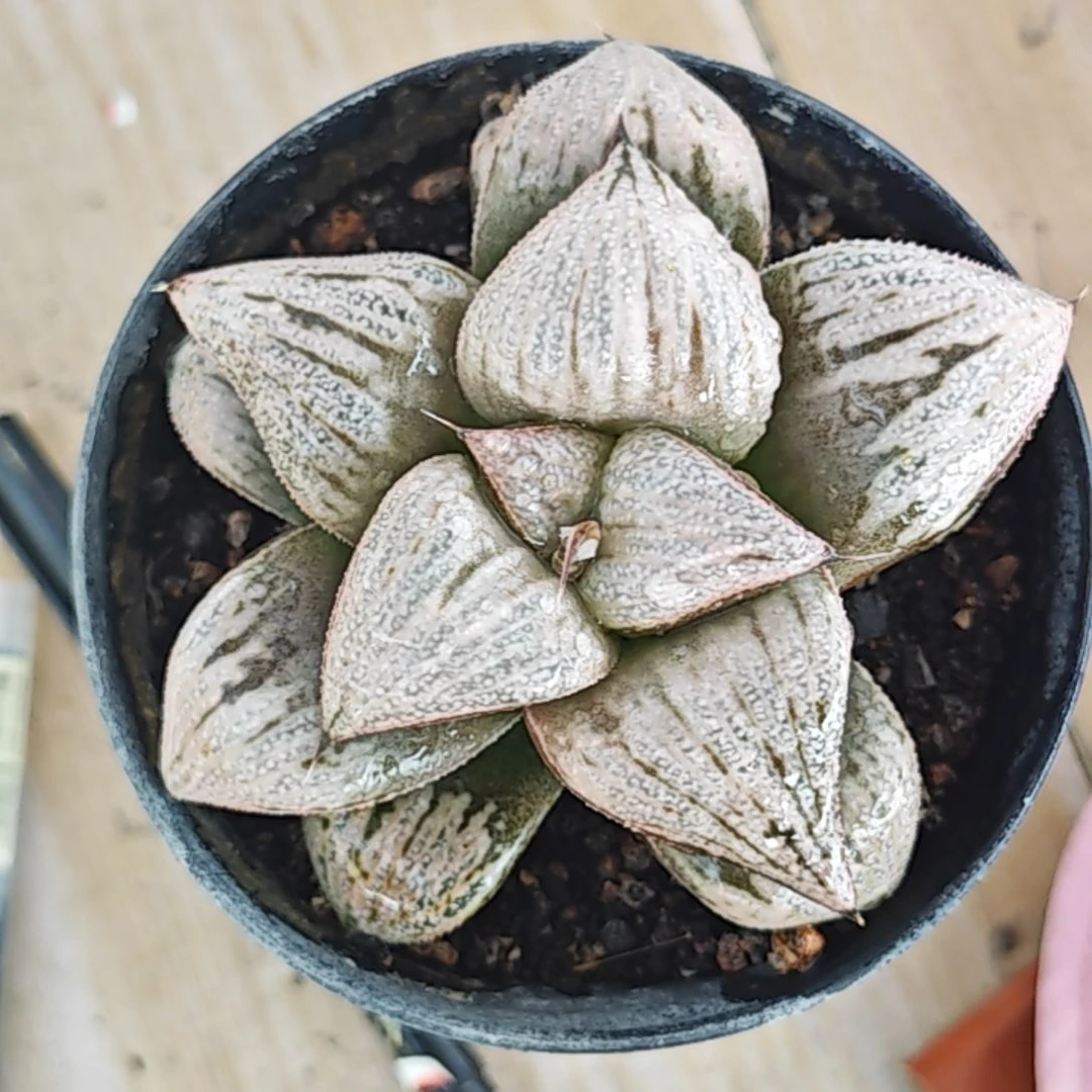 皇妃多肉植物原盆土