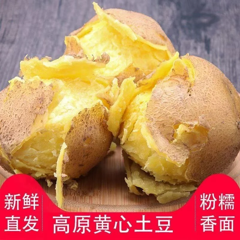 直发现挖定西土豆甘肃沙面马铃薯洋芋黄皮黄心新鲜整箱土豆新鲜