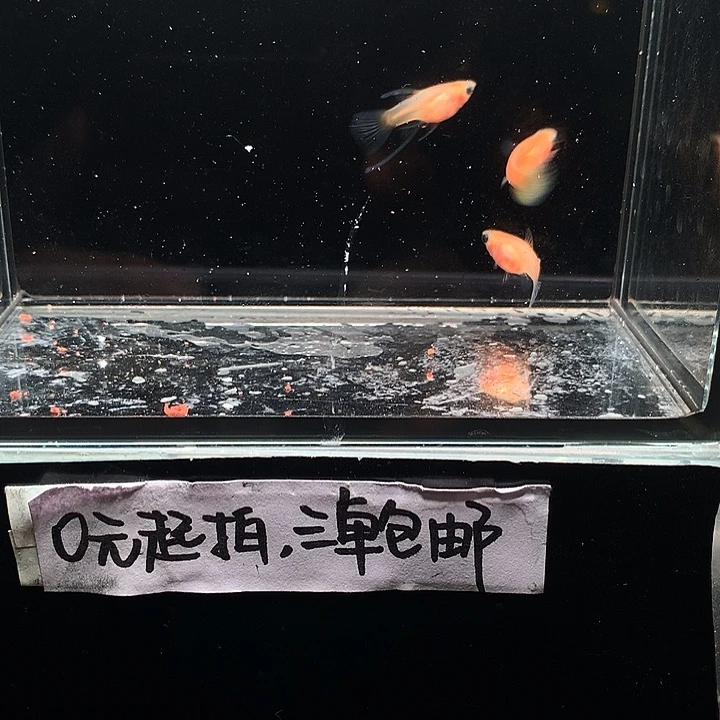 孔雀鱼黄蕾丝玻璃猫大c➕普通母