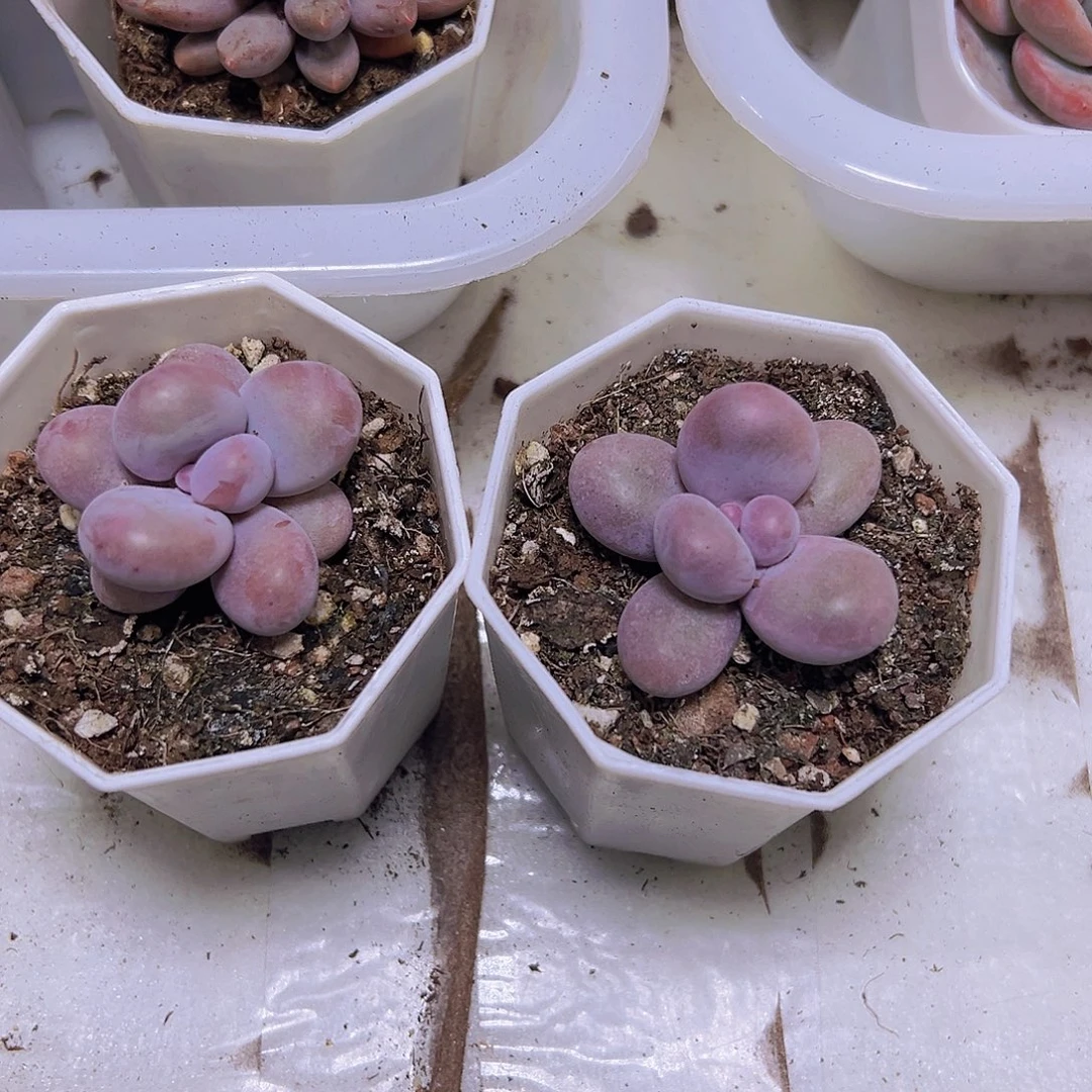 蛋黄奶2盆19包邮多肉植物