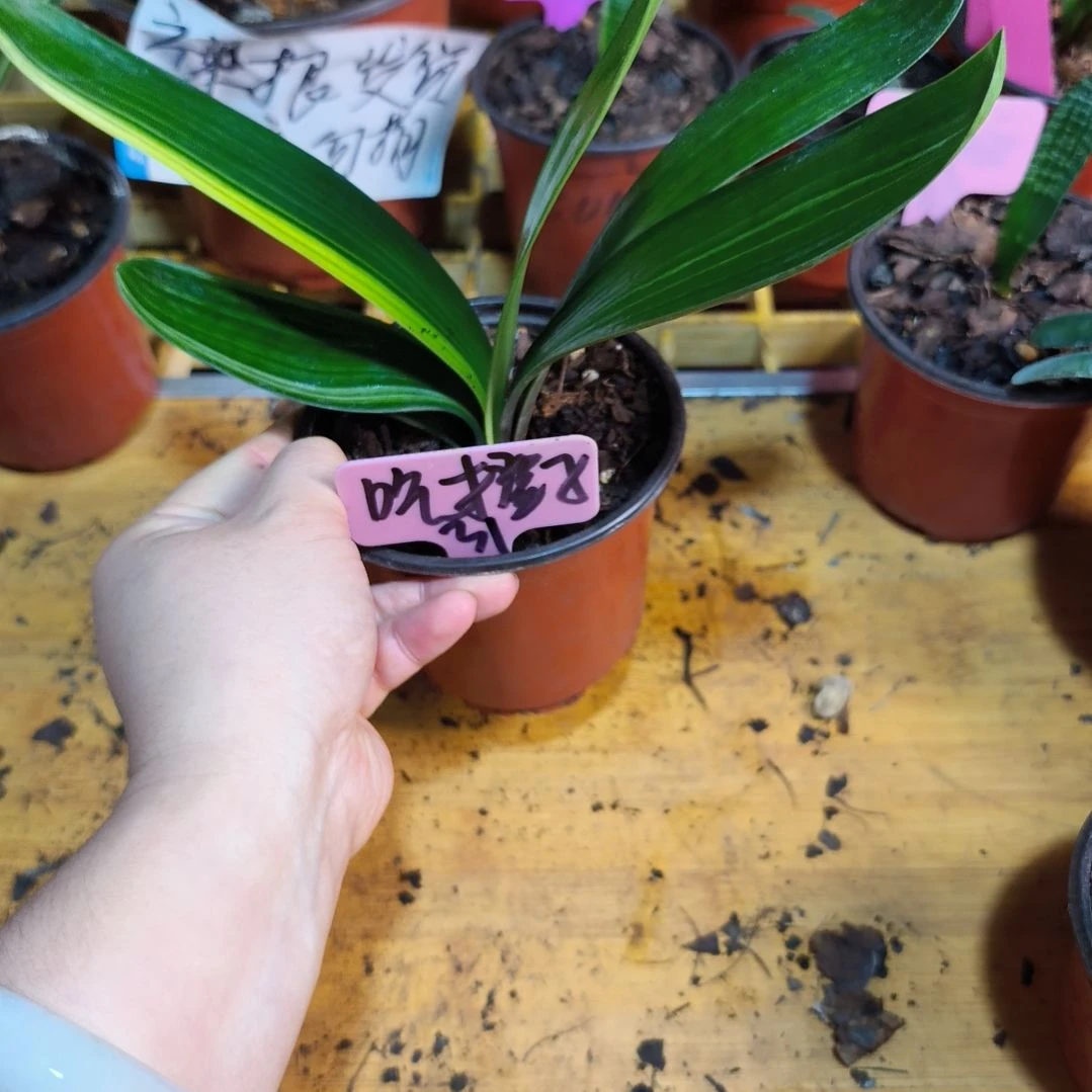 吃***喵无花朵君子兰直播带货