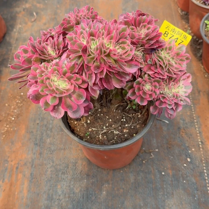 8747号女巫缀化啊