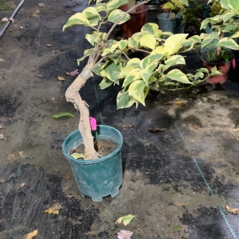 无花朵苏*呀三角梅