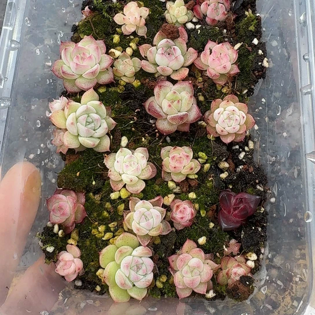 杂交新品珍妮多肉1133