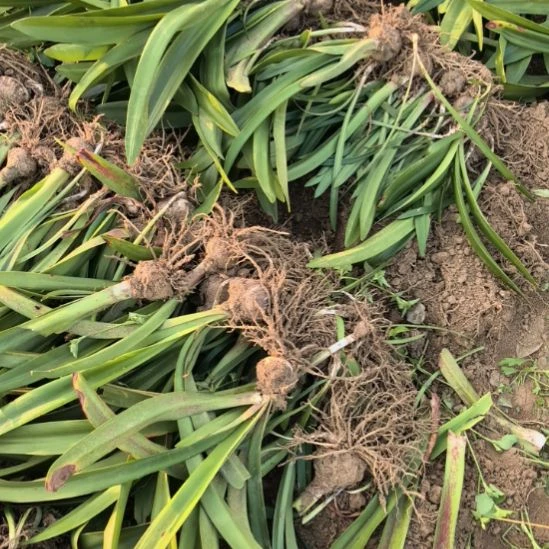 当前无花栽培后可以开花混球6厘米裸根球