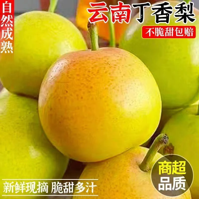 现摘云南丁香梨蜜梨5斤新鲜梨子水果当季薄皮脆酥梨香梨雪梨整箱