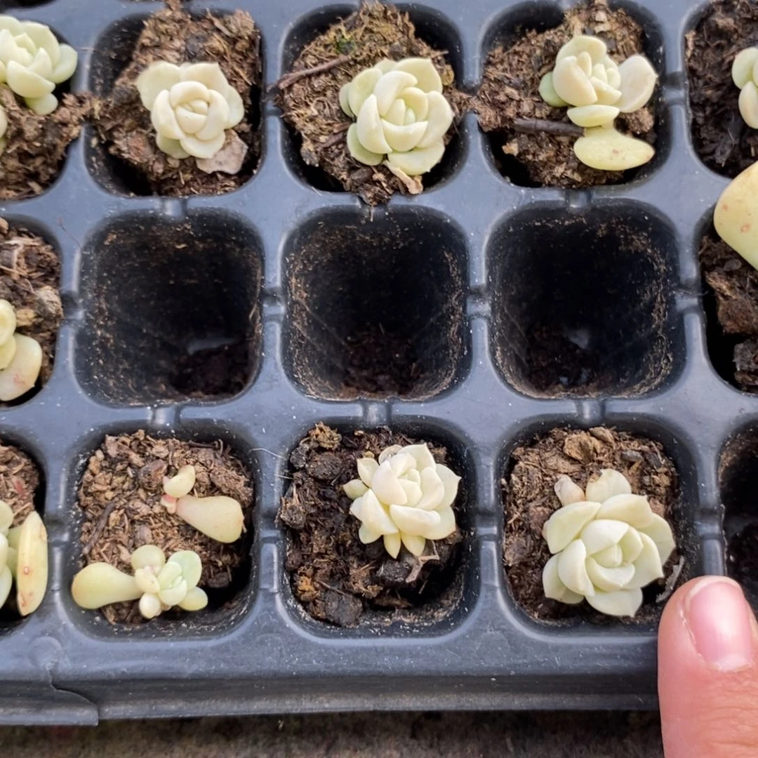 穴盘良辰小苗一个多肉量拍