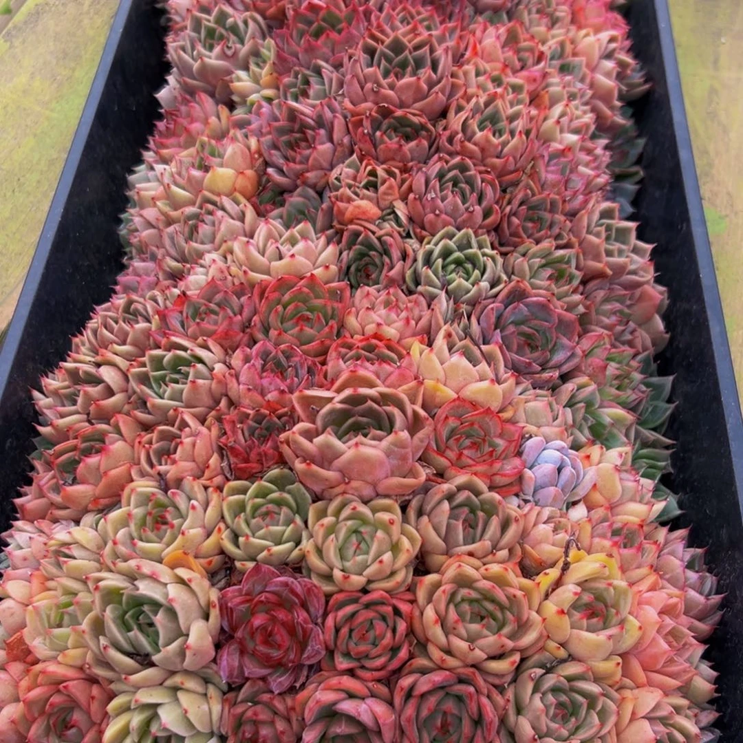 虞***）080多肉植物和植物在生长发育