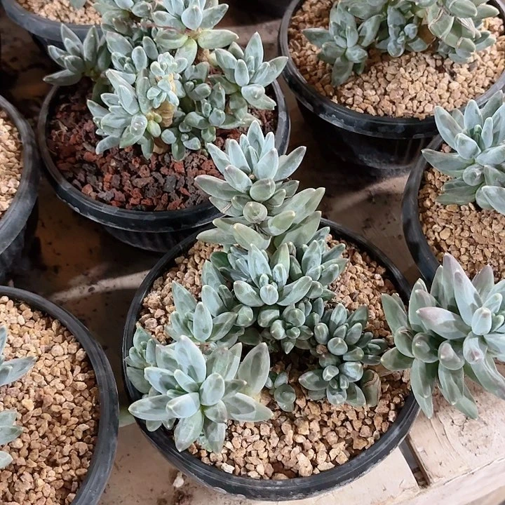 伊卡洛斯美人精品