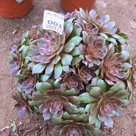 2.2-3红丝绒多肉植物