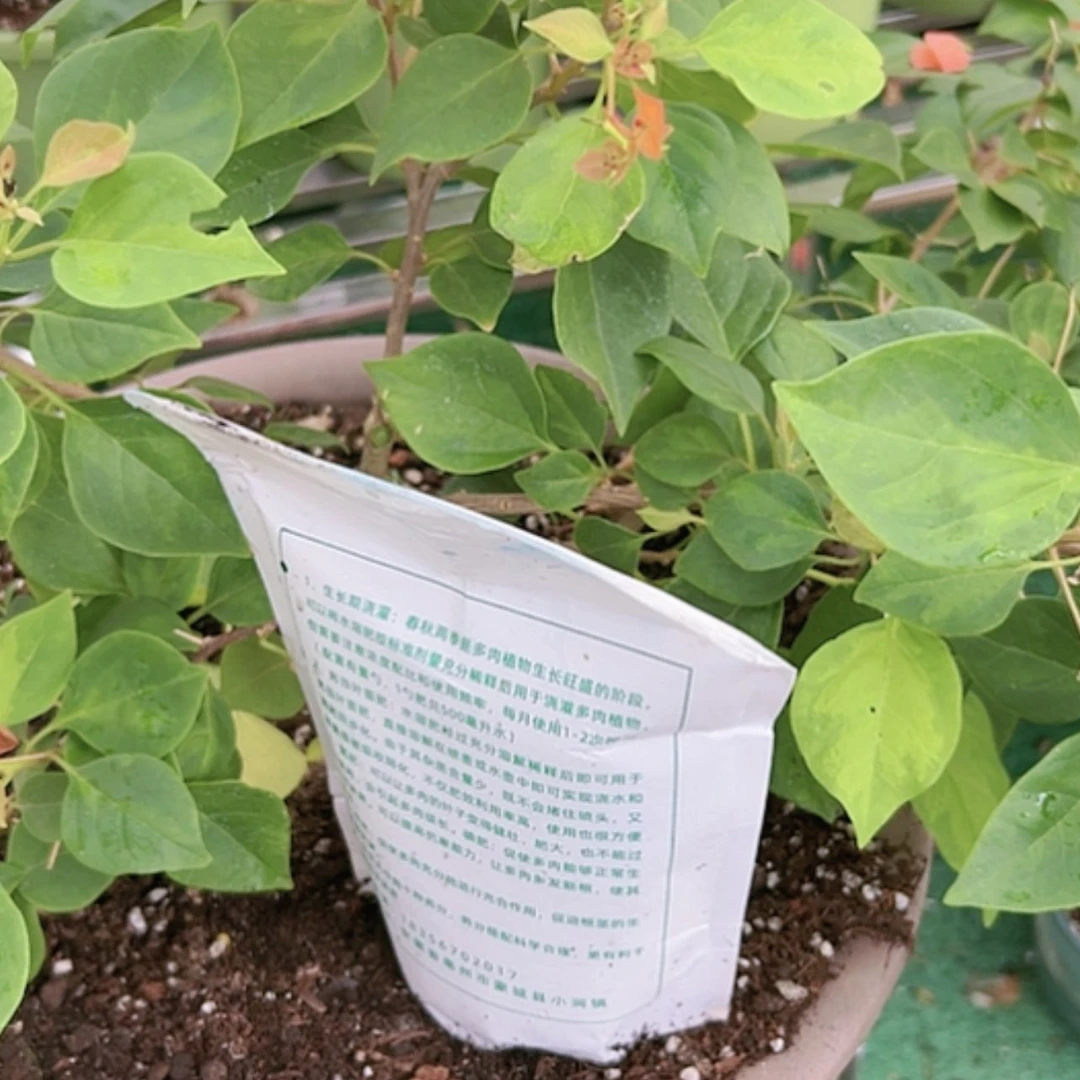 【闪购商品】营养鲜花绿植多肉龅牙粗壮杀菌