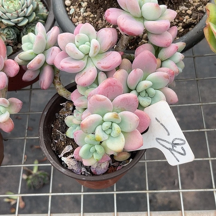 两单包邮，一物一拍82洛斯