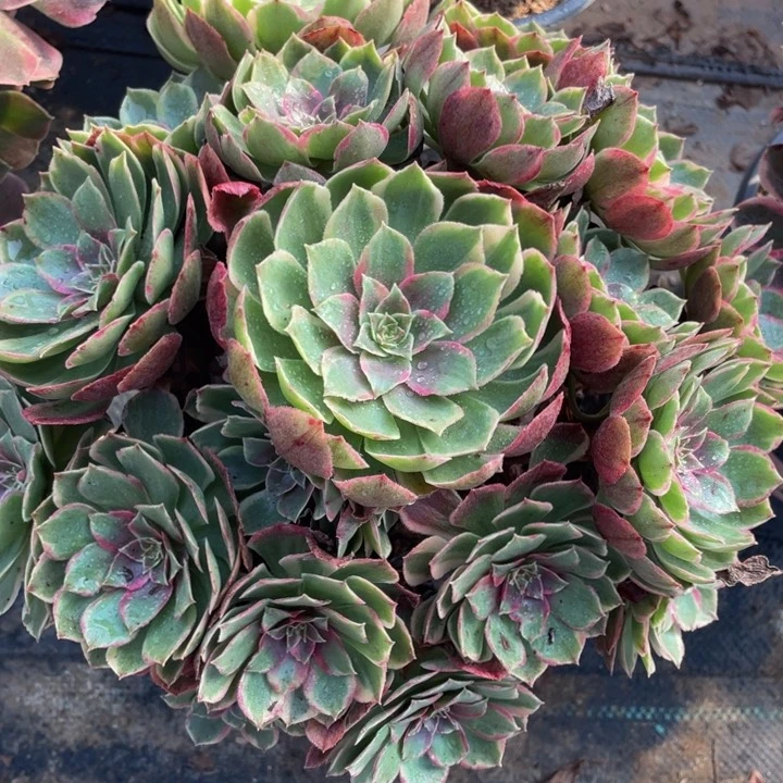 445粉花妖精品法师多肉