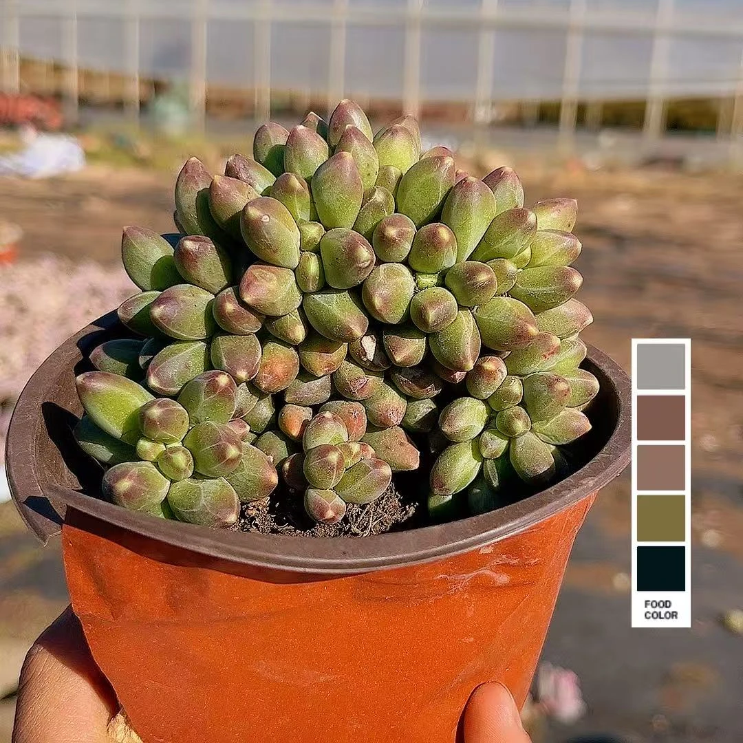 千代田之松缀化  带暗纹（带盆发） 多肉【满15包邮】 以直播间为准