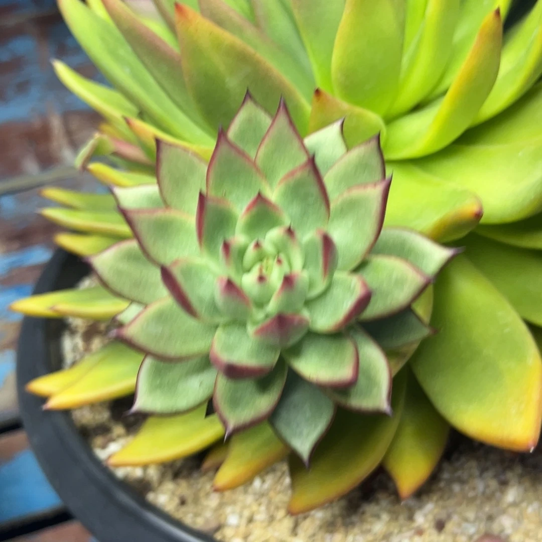 多肉植物一物一拍