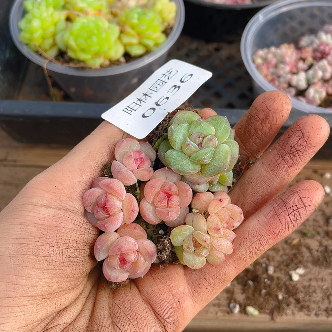 多肉植物多肉植物636