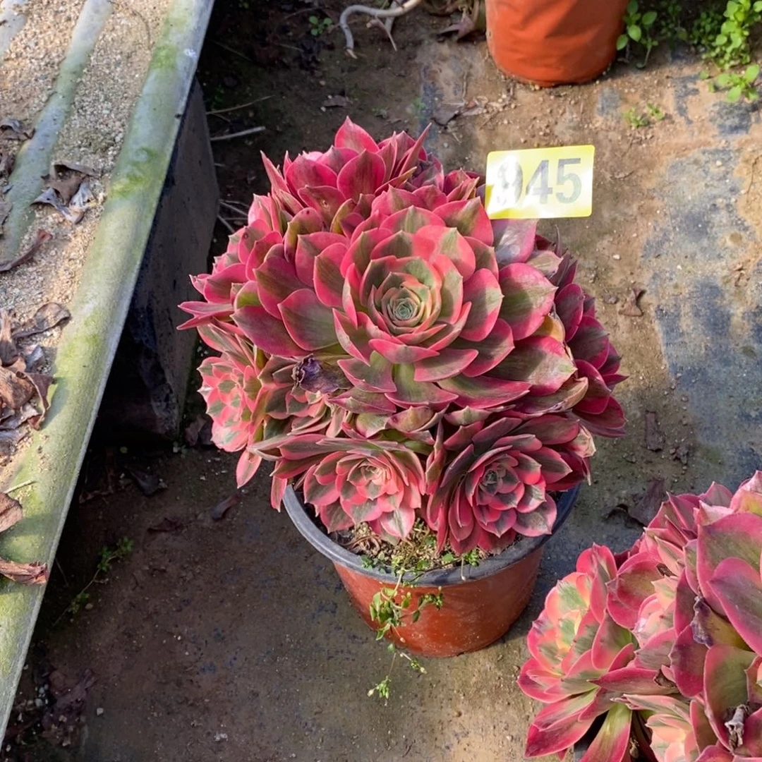 无*粉女郎多肉法师945