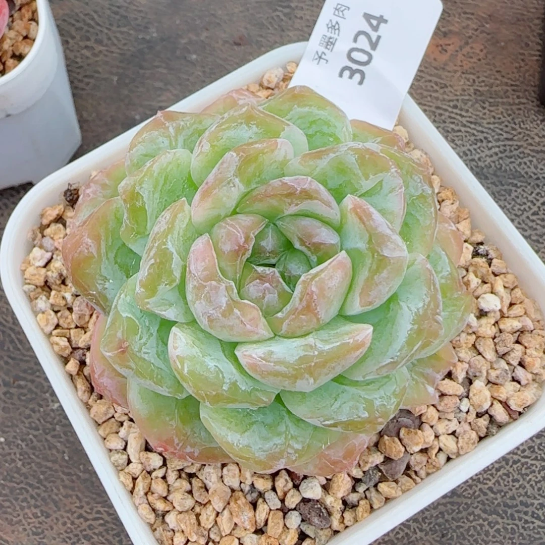 霜花珍妮石化，3024多肉植物