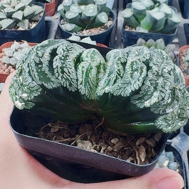 猛***)无花朵十二卷 玄武母本