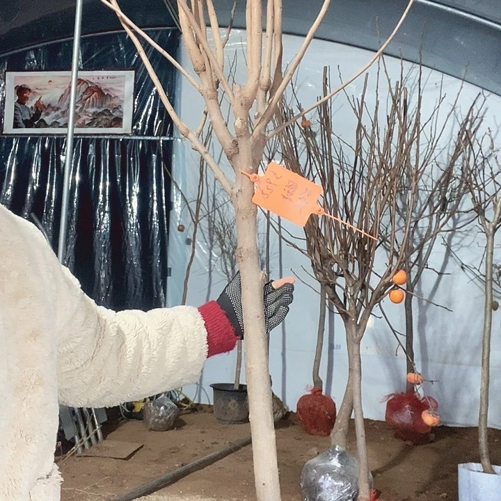 完全开放柿子树苗