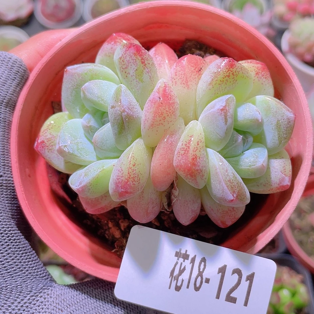 花利美18-121冰玉
