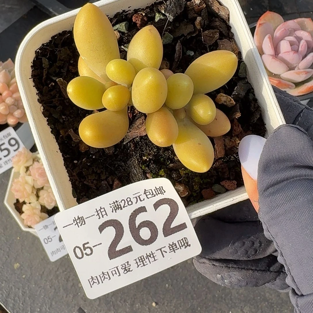 金蝉无盆土发货无盆