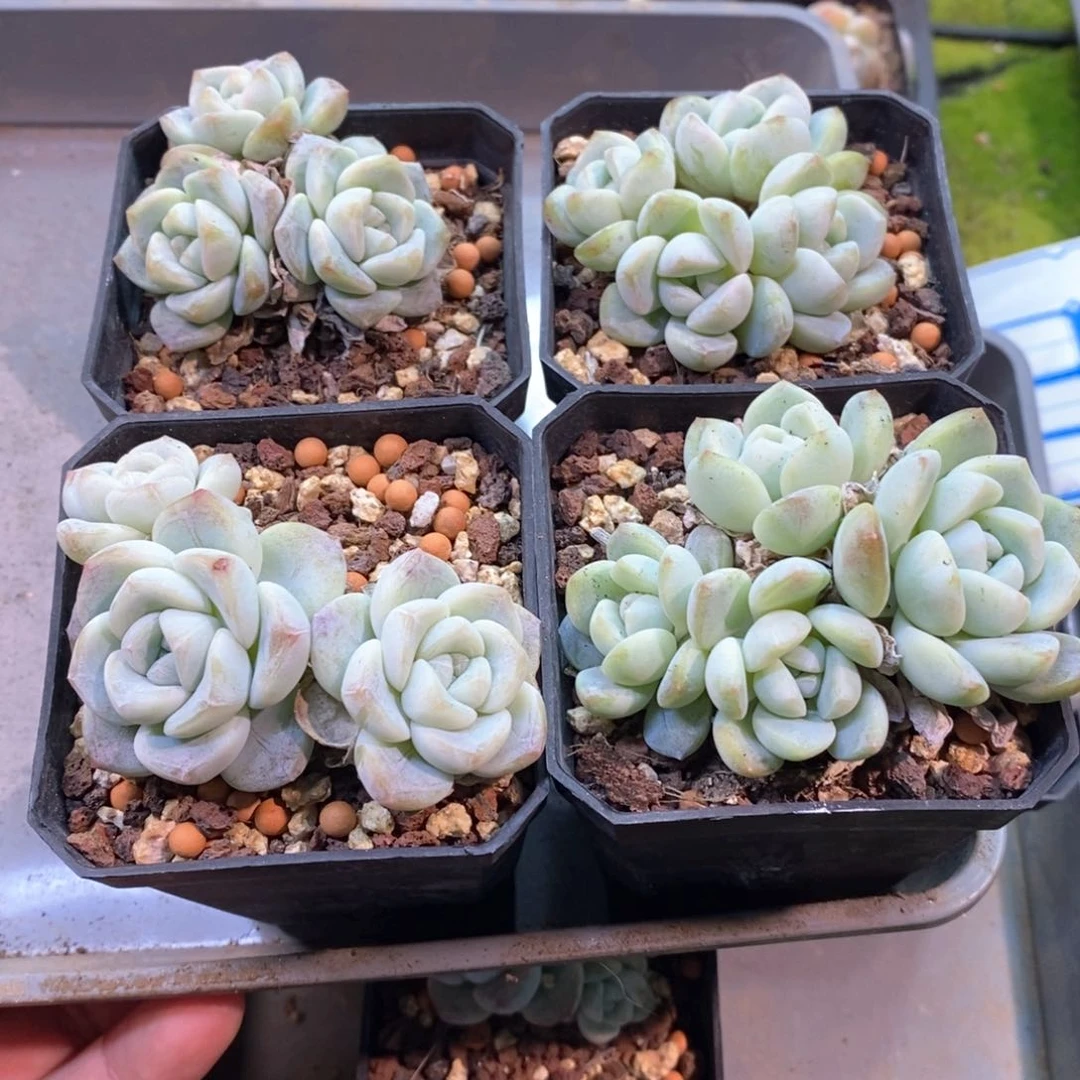 你**别四颗玉蝴蝶自选专拍