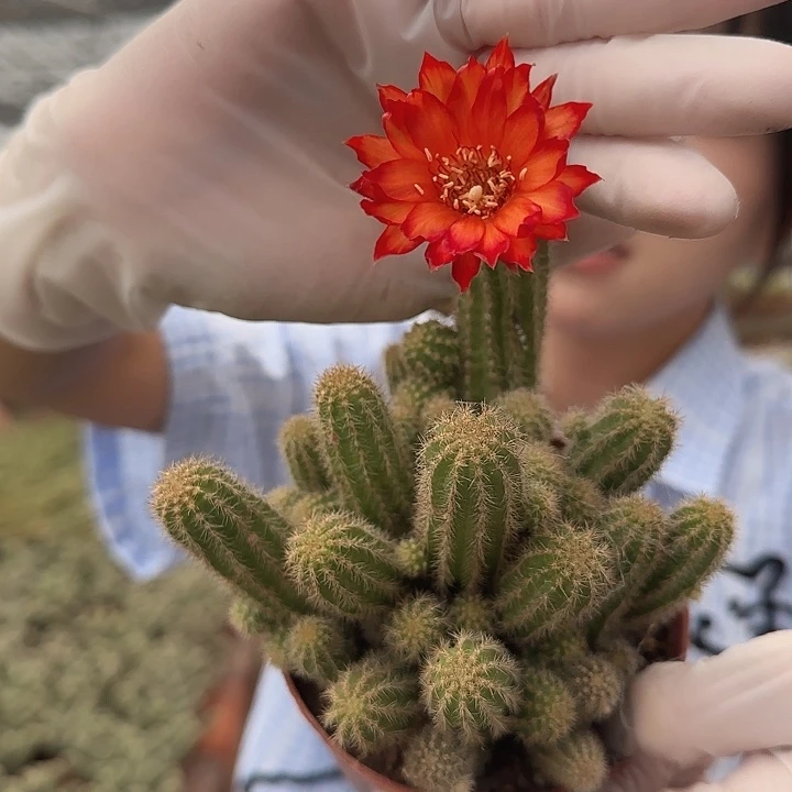 新品红花白檀（掉头掉崽不售后）