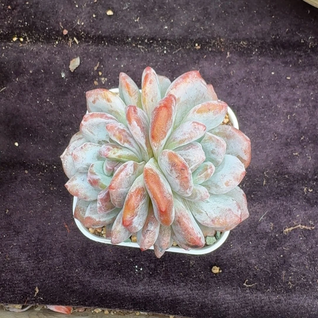 梅***梅精美小石化，专拍链接。