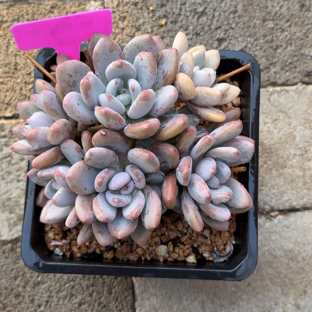 三明治美人222222222222