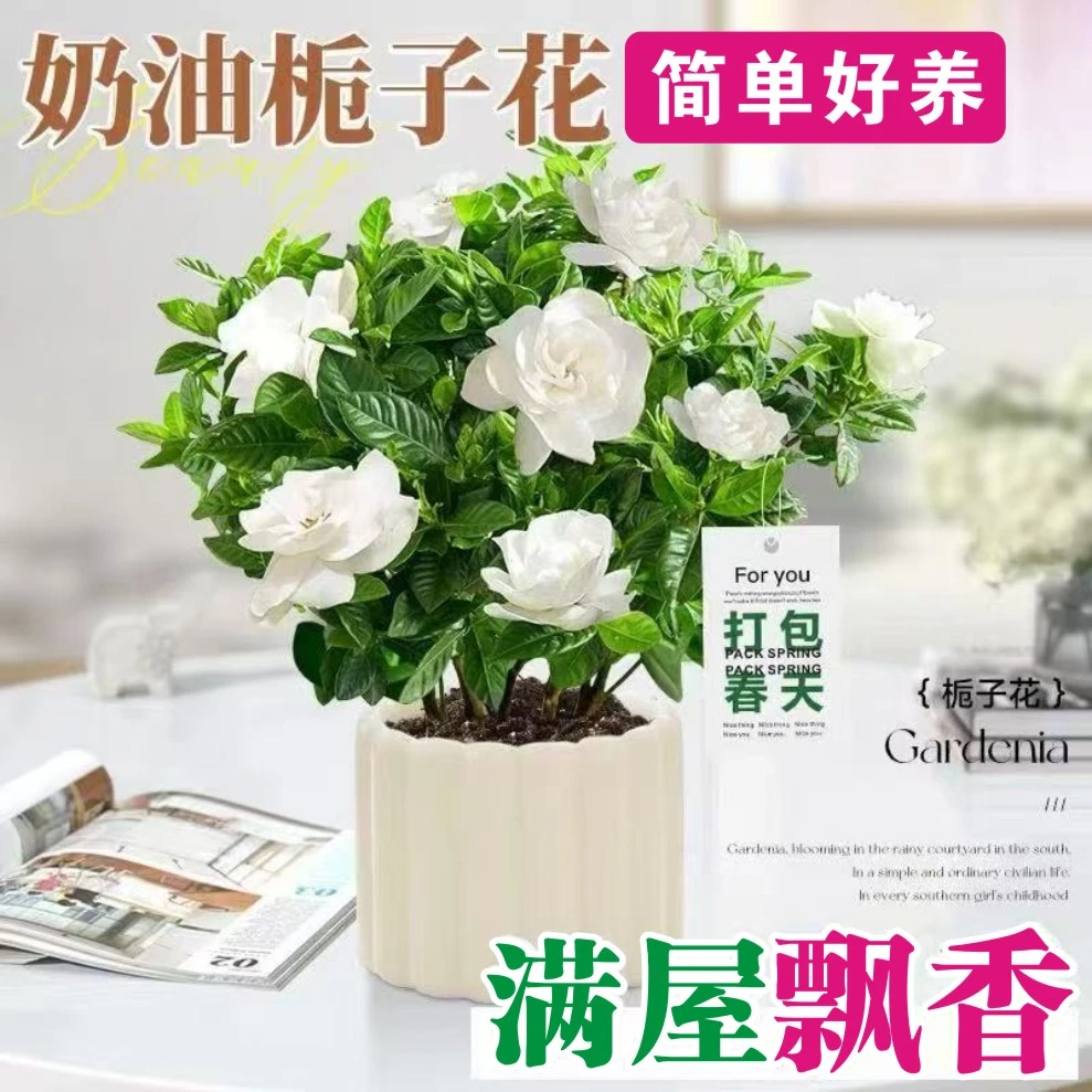 重瓣推荐花苞牡丹栀子花四季花卉室内绿植植物开花盆栽净化空气