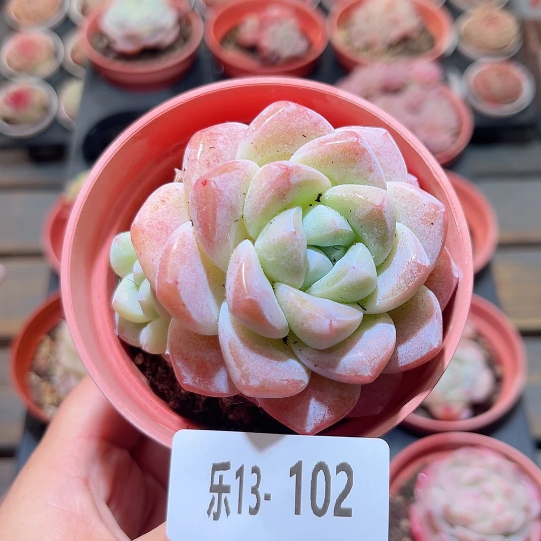 乐13-102 冰玉不包整