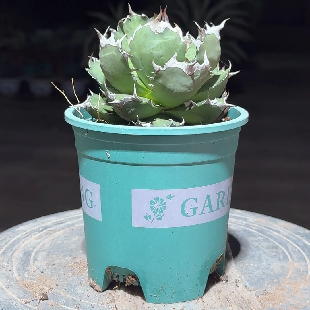 姬仁王冠龙舌兰一一