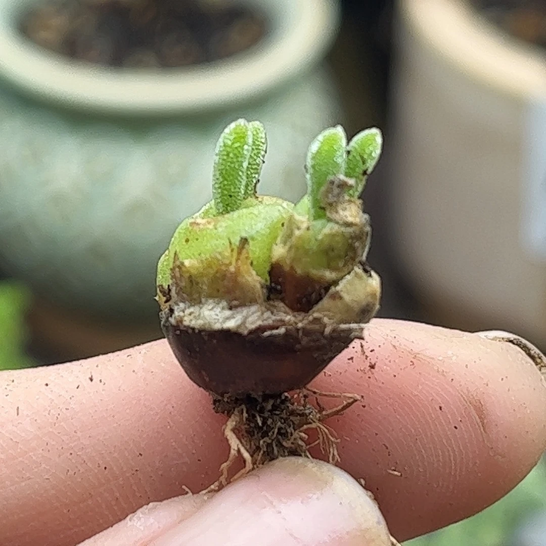 46碧光环优选枝干