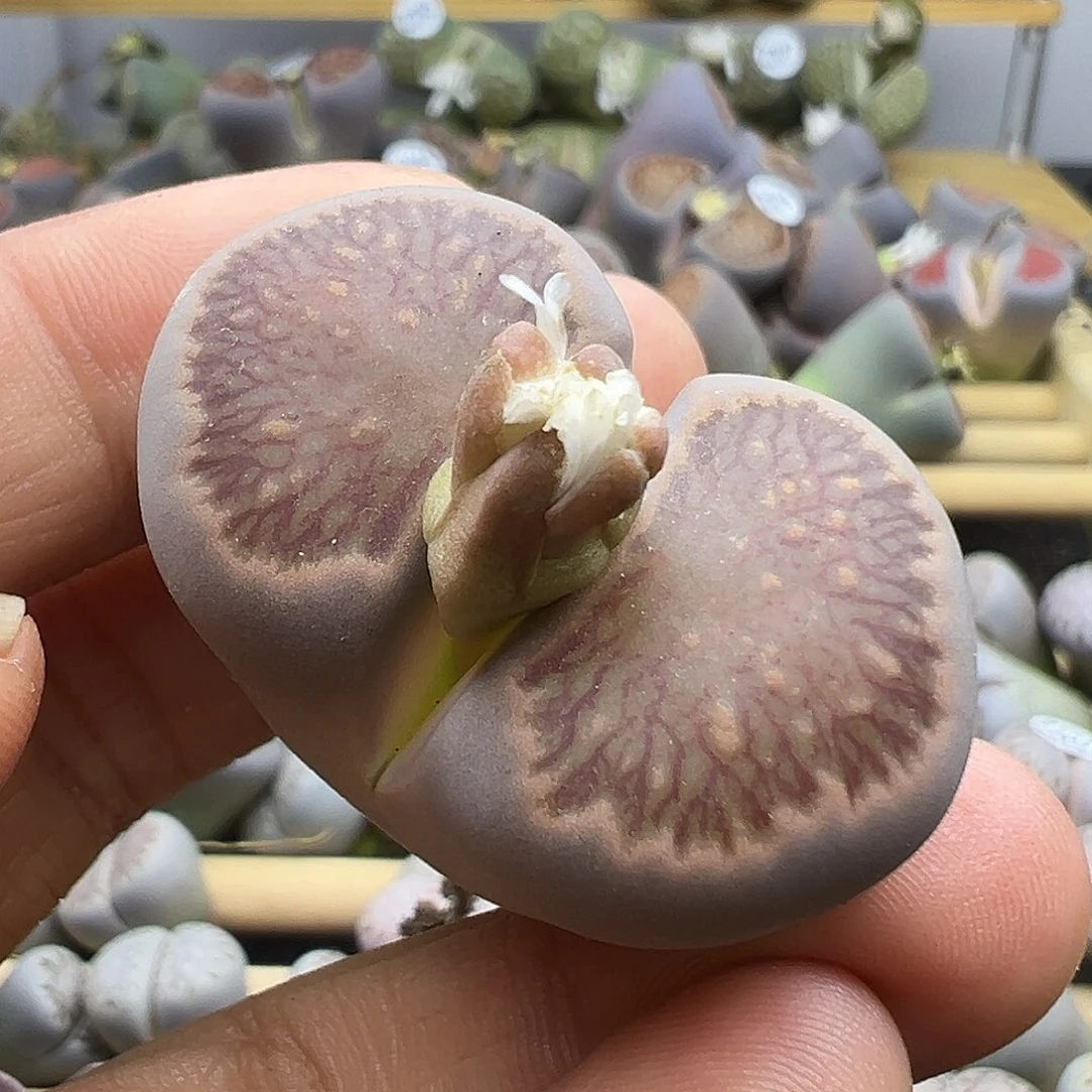 2073 生石花清货不售后